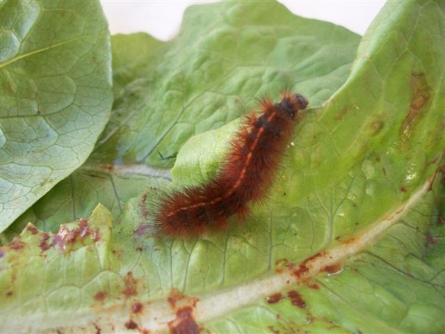 larva di  pharagmatobia ?